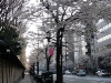 Kirschblüte vor dem Yasukuni Schrein