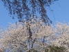 Kirschbäume