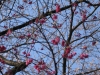 Kirschblüten Close-Up